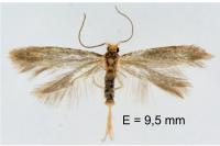 Argyresthia glabratella