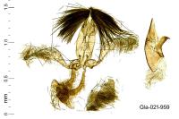 Stomopteryx basalis