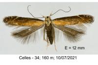 Stomopteryx basalis