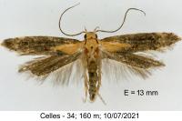 Stomopteryx basalis