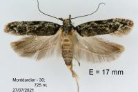 Psoricoptera gibbosella