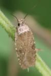 Agonopterix ciliella/heracliana