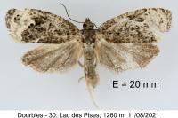 Apotomis capreana