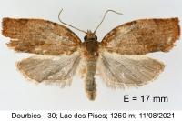 Pandemis heparana