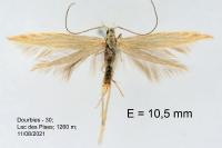 Coleophora taeniipennella