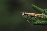 Acrocercops