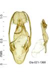 Chionodes electella