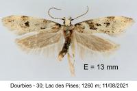 Chionodes electella