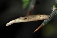 Coleophora calycotomella