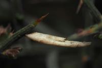 Coleophora calycotomella