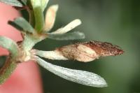 Coleophora medelichensis