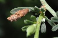 Coleophora medelichensis