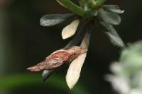 Coleophora medelichensis