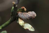 Coleophora acrisella