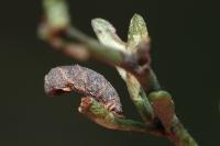 Coleophora acrisella