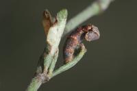 Coleophora acrisella