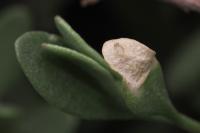 Coleophora picardella