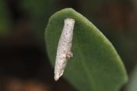 Coleophora picardella