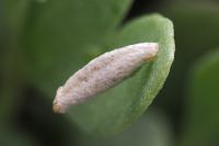 Coleophora picardella