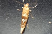 Digitivalva
