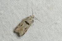 Mirificarma cytisella