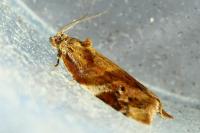 Ditula angustiorana