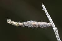 Coleophora calycotomella