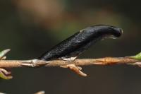 Coleophora pyrrhulipennella