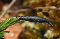 Coleophora pyrrhulipennella