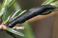 Coleophora pyrrhulipennella