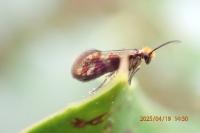 Micropterix tunbergella