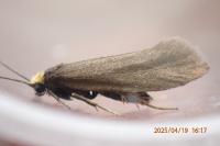 Incurvaria koerneriella