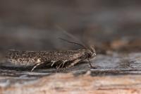 Aproaerema anthyllidella