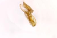 Aproaerema anthyllidella