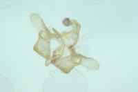 Coleophora grotenfelti