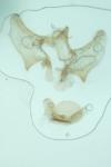 Aethes languidana