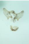 Aethes languidana