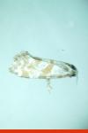 Aethes languidana