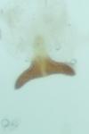 Argyresthia spinosella