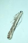 Isophrictis lineatella