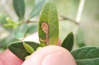 Rosetea rosetella