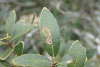 Rosetea rosetella
