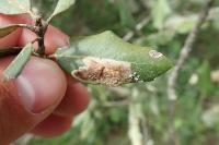 Phyllonorycter belotella
