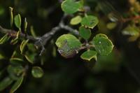 Bucculatrix alaternella