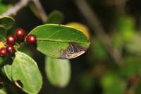 Bucculatrix alaternella