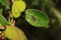 Bucculatrix alaternella
