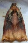 Archips podana