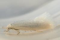 Elachista argentella