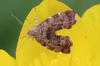 Anthophila fabriciana