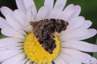 Anthophila fabriciana